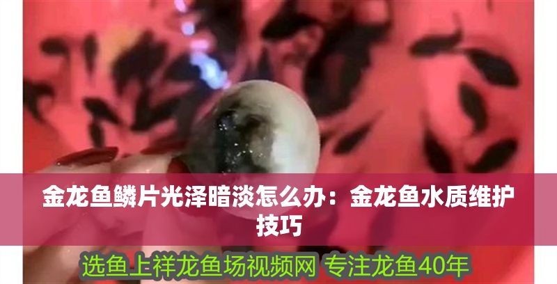 金龍魚(yú)鱗片光澤暗淡怎么辦：金龍魚(yú)水質(zhì)維護(hù)技巧
