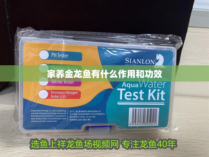 家養金龍魚有什么作用和功效