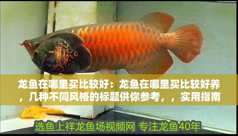 龍魚在哪里買比較好：龍魚在哪里買比較好養，幾種不同風格的標題供你參考，，實用指南風，龍魚優質購買地及適宜養護場所全解析，疑問解答風，哪里買龍魚既靠譜又好養？答案在此！，經驗分享風，揭秘龍魚理想購買處與絕佳