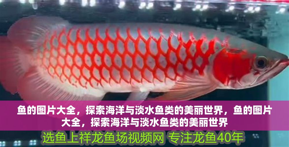魚的圖片大全，探索海洋與淡水魚類的美麗世界，魚的圖片大全，探索海洋與淡水魚類的美麗世界