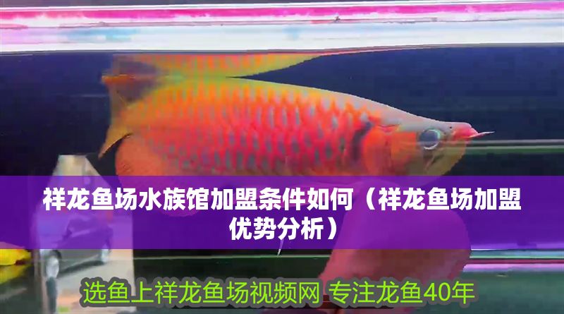 祥龍魚場水族館加盟條件如何(祥龍魚場加盟優勢分析) 水族館百科(水族館加盟) 第1張 祥龍魚場水族館加盟條件如何(祥龍魚場加盟優勢分析) 祥龍魚場水族館加盟條件如何(祥龍魚場加盟優勢分析) 水族館百科(水族館加盟) 第1張