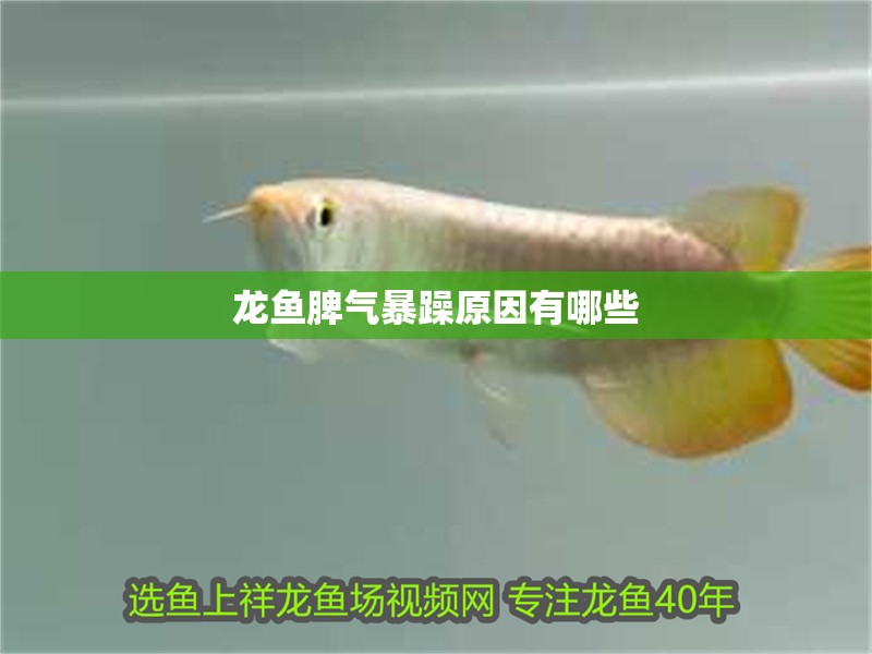 龍魚脾氣暴躁原因有哪些