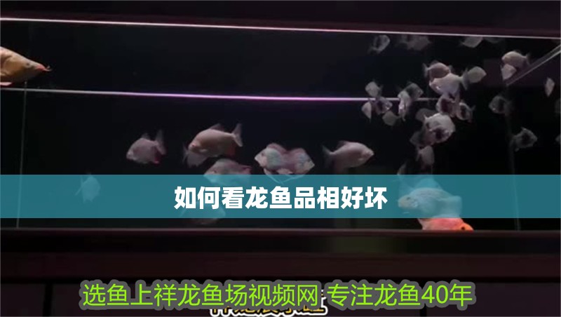 如何看龍魚品相好壞