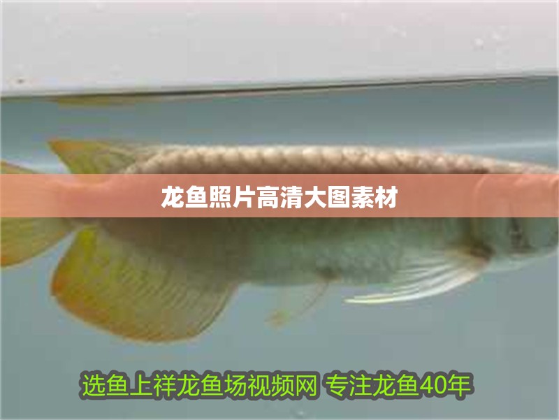 龍魚照片高清大圖素材