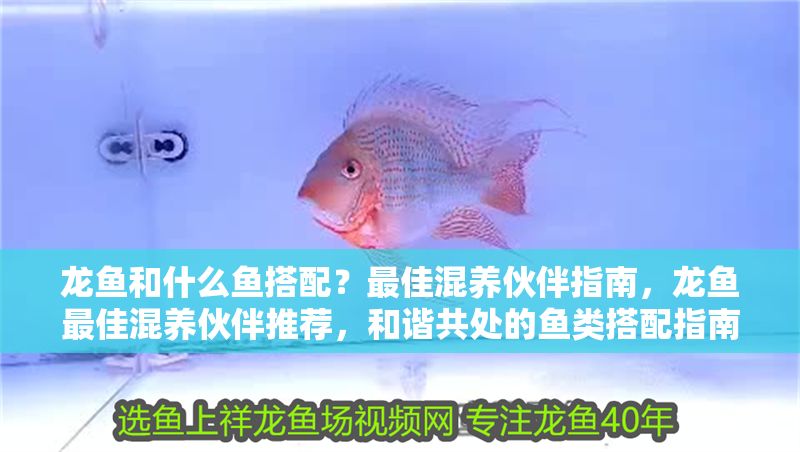 龍魚和什么魚搭配?最佳混養伙伴指南,龍魚最佳混養伙伴推薦,和諧共處的魚類搭配指南 龍魚百科 第1張 龍魚和什么魚搭配?最佳混養伙伴指南,龍魚最佳混養伙伴推薦,和諧共處的魚類搭配指南 龍魚和什么魚搭配?最佳混養伙伴指南,龍魚最佳混養伙伴推薦,和諧共處的魚類搭配指南 龍魚百科 第1張