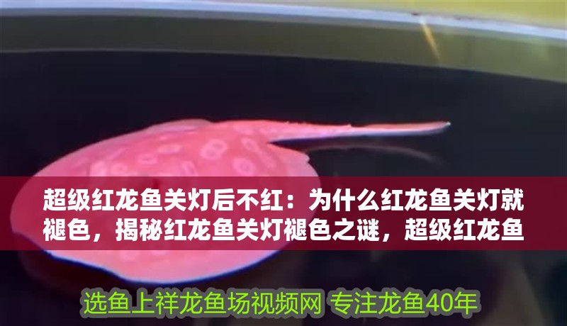 超級紅龍魚關燈后不紅：為什么紅龍魚關燈就褪色，揭秘紅龍魚關燈褪色之謎，超級紅龍魚為何