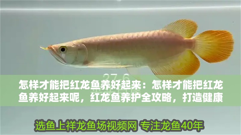 怎樣才能把紅龍魚(yú)養(yǎng)好起來(lái)：怎樣才能把紅龍魚(yú)養(yǎng)好起來(lái)呢，紅龍魚(yú)養(yǎng)護(hù)全攻略，打造健康活力的水族環(huán)境