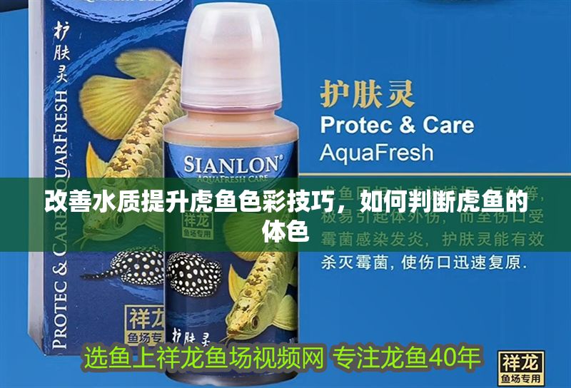 改善水質(zhì)提升虎魚色彩技巧，如何判斷虎魚的體色