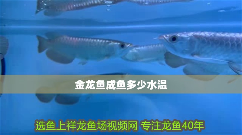 金龍魚成魚多少水溫