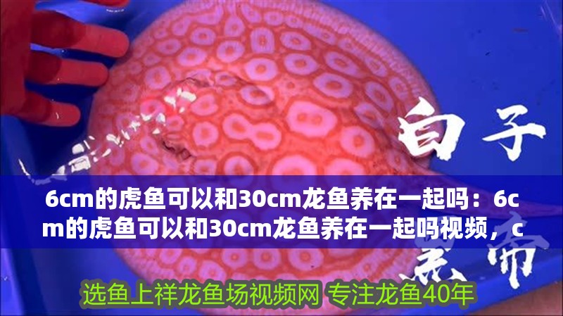 6cm的虎魚可以和30cm龍魚養(yǎng)在一起嗎：6cm的虎魚可以和30cm龍魚養(yǎng)在一起嗎視頻，cm虎魚與30cm龍魚能否混養(yǎng)？視頻 6cm的虎魚可以和30cm龍魚養(yǎng)在一起嗎：6cm的虎魚可以和30cm龍魚養(yǎng)在一起嗎視頻，cm虎魚與30cm龍魚能否混養(yǎng)？視頻 水族問答