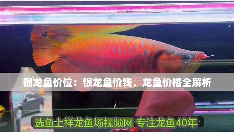 銀龍魚價位：銀龍魚價錢，龍魚價格全解析 銀龍魚價位：銀龍魚價錢，龍魚價格全解析 水族問答