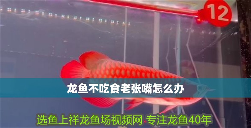 龍魚不吃食老張嘴怎么辦 龍魚不吃食老張嘴怎么辦 龍魚百科 第4張