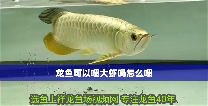 龍魚可以喂大蝦嗎怎么喂