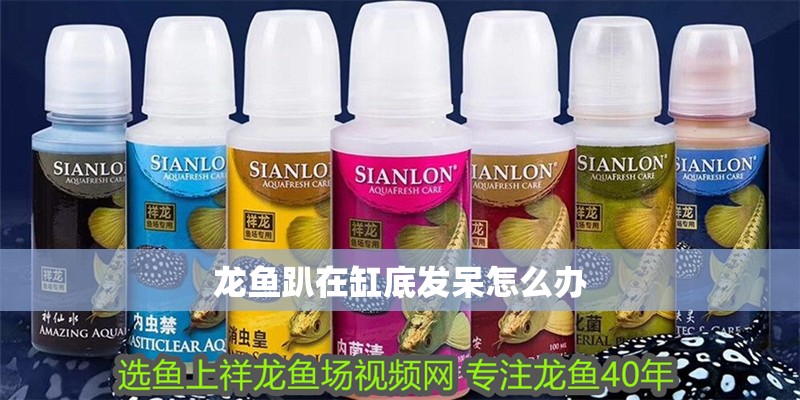 龍魚趴在缸底發呆怎么辦