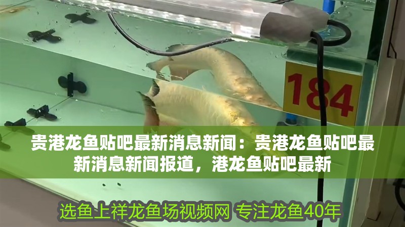 貴港龍魚貼吧最新消息新聞：貴港龍魚貼吧最新消息新聞報道，港龍魚貼吧最新