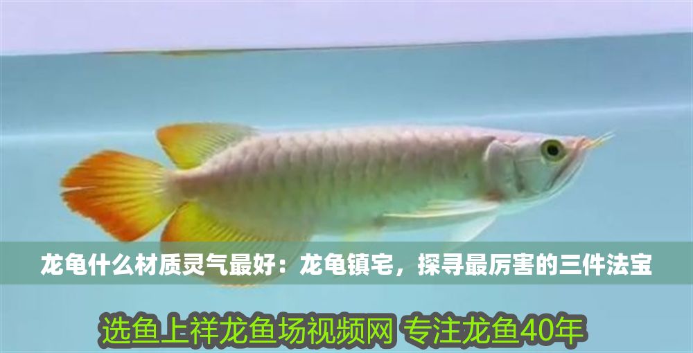 龍龜什么材質靈氣最好：龍龜鎮宅，探尋最厲害的三件法寶