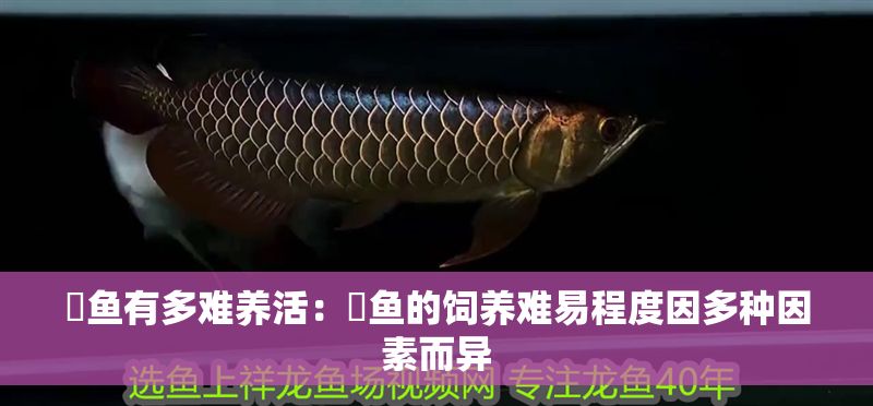 魟魚有多難養活：魟魚的飼養難易程度因多種因素而異