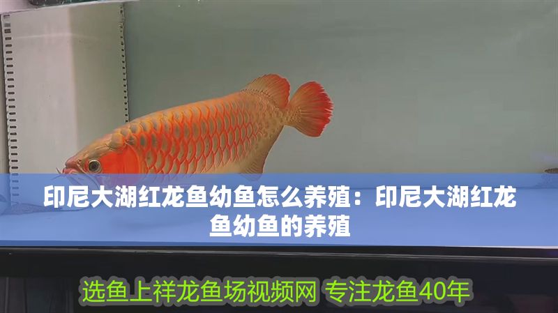 印尼大湖紅龍魚幼魚怎么養殖：印尼大湖紅龍魚幼魚的養殖