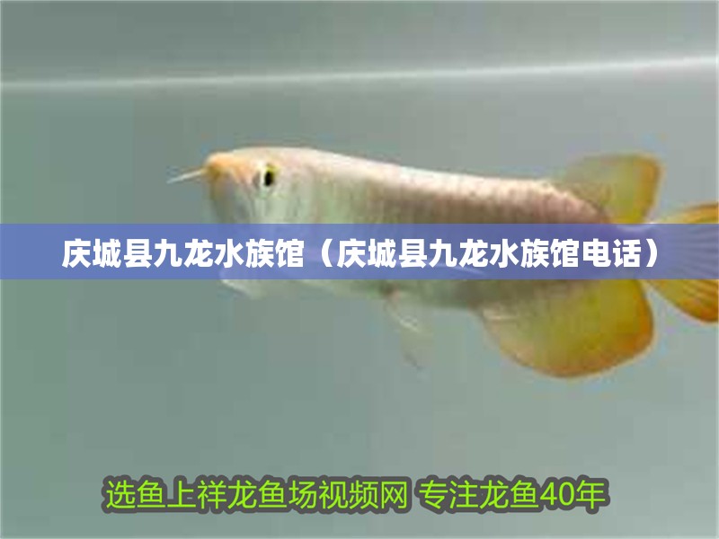慶城縣九龍水族館(慶城縣九龍水族館電話) 全國水族館企業名錄 第2張 慶城縣九龍水族館(慶城縣九龍水族館電話) 慶城縣九龍水族館(慶城縣九龍水族館電話) 全國水族館企業名錄 第2張