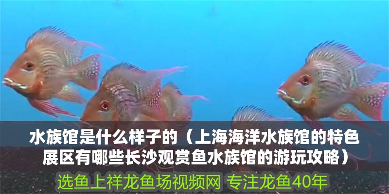 水族館是什么樣子的（上海海洋水族館的特色展區有哪些長沙觀賞魚水族館的游玩攻略）