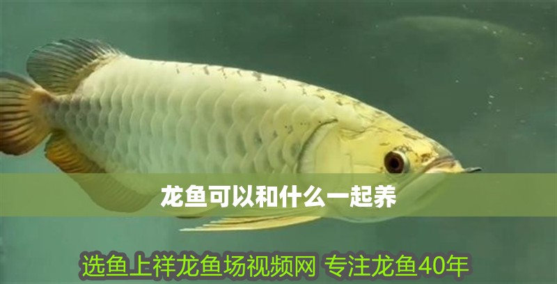 龍魚可以和什么一起養