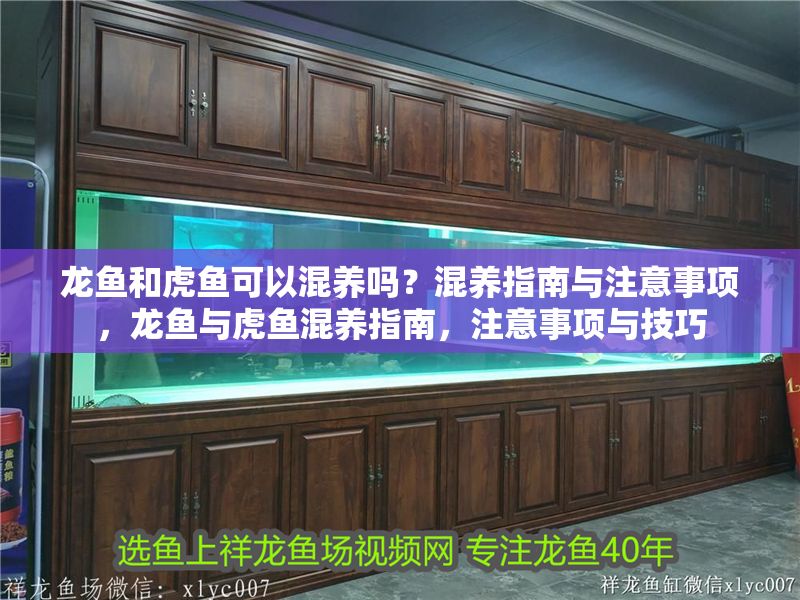 龍魚和虎魚可以混養嗎？混養指南與注意事項，龍魚與虎魚混養指南，注意事項與技巧 龍魚和虎魚可以混養嗎？混養指南與注意事項，龍魚與虎魚混養指南，注意事項與技巧 龍魚百科 第1張