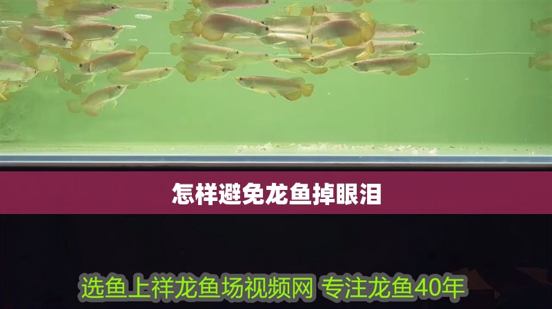 怎樣避免龍魚掉眼淚