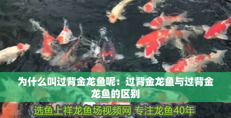 為什么叫過背金龍魚呢：過背金龍魚與過背金龍魚的區別