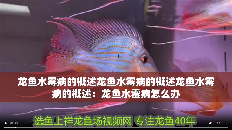 龍魚水霉病的概述龍魚水霉病的概述龍魚水霉病的概述：龍魚水霉病怎么辦 龍魚水霉病的概述龍魚水霉病的概述龍魚水霉病的概述：龍魚水霉病怎么辦 龍魚百科