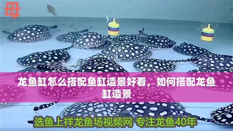 龍魚缸怎么搭配魚缸造景好看，如何搭配龍魚缸造景