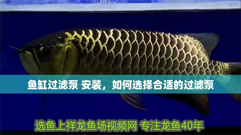 魚缸過濾泵 安裝，如何選擇合適的過濾泵