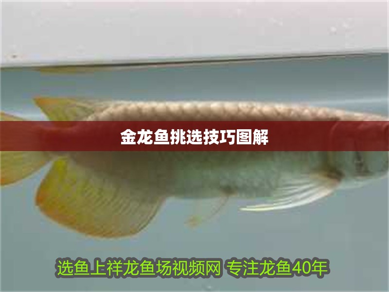 金龍魚挑選技巧圖解