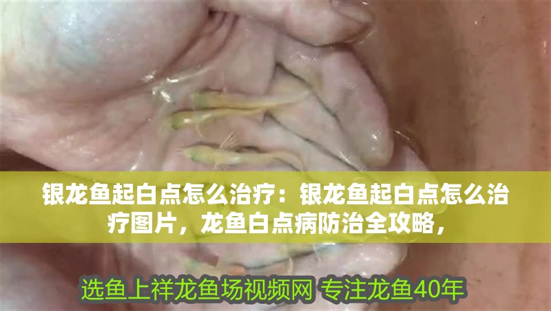 銀龍魚起白點怎么治療：銀龍魚起白點怎么治療圖片，龍魚白點病防治全攻略，