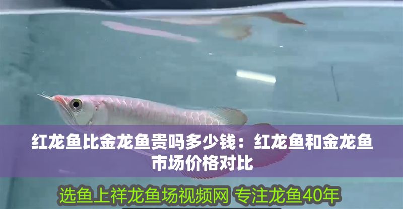紅龍魚比金龍魚貴嗎多少錢：紅龍魚和金龍魚市場價(jià)格對(duì)比
