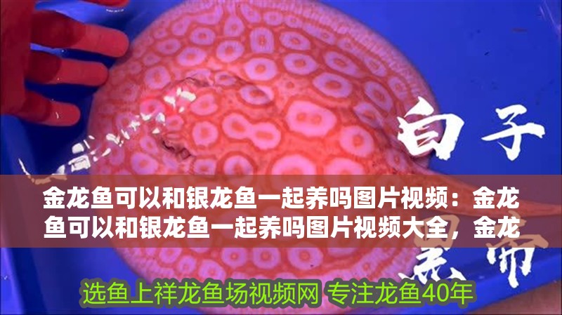 金龍魚可以和銀龍魚一起養嗎圖片視頻：金龍魚可以和銀龍魚一起養嗎圖片視頻大全，金龍魚與銀龍魚混養可行性，圖片視頻全 金龍魚可以和銀龍魚一起養嗎圖片視頻：金龍魚可以和銀龍魚一起養嗎圖片視頻大全，金龍魚與銀龍魚混養可行性，圖片視頻全 水族問答