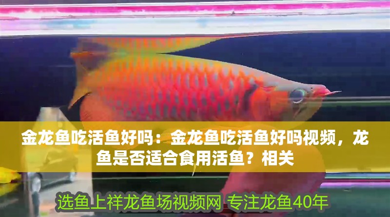 金龍魚(yú)吃活魚(yú)好嗎：金龍魚(yú)吃活魚(yú)好嗎視頻，龍魚(yú)是否適合食用活魚(yú)？相關(guān)