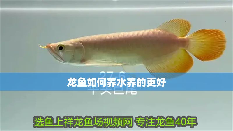 龍魚如何養水養的更好