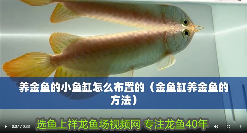 養金魚的小魚缸怎么布置的（金魚缸養金魚的方法）