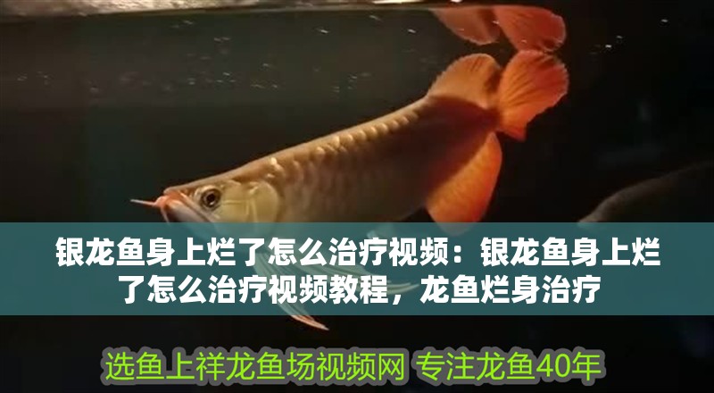 銀龍魚身上爛了怎么治療視頻：銀龍魚身上爛了怎么治療視頻教程，龍魚爛身治療