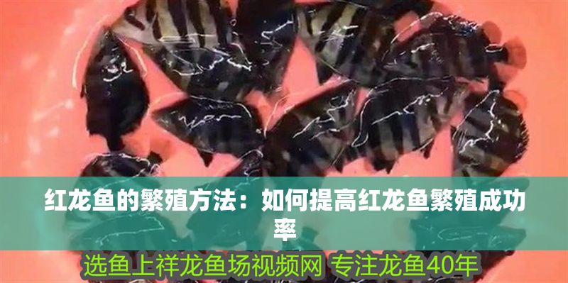 紅龍魚的繁殖方法：如何提高紅龍魚繁殖成功率 紅龍魚的繁殖方法：如何提高紅龍魚繁殖成功率 紅龍魚百科 第1張