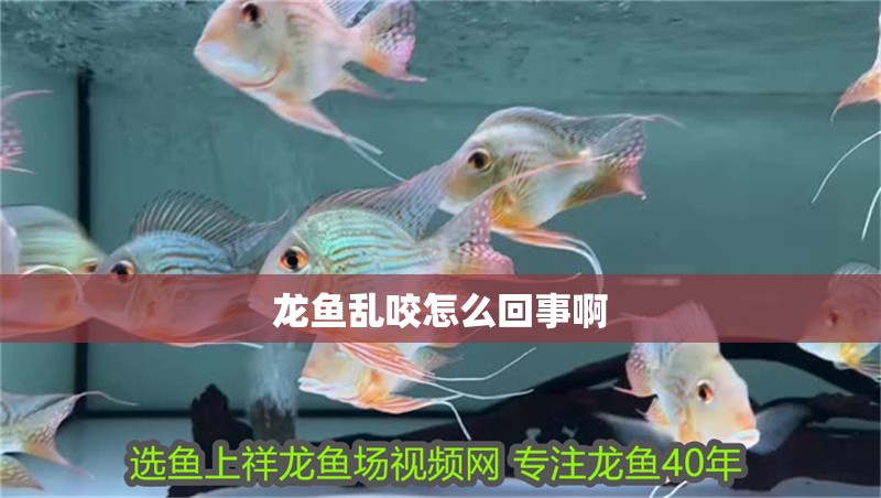 龍魚亂咬怎么回事啊