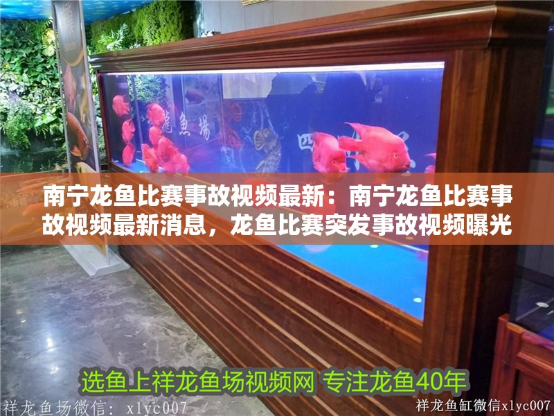 南寧龍魚(yú)比賽事故視頻最新：南寧龍魚(yú)比賽事故視頻最新消息，龍魚(yú)比賽突發(fā)事故視頻曝光最新進(jìn)展