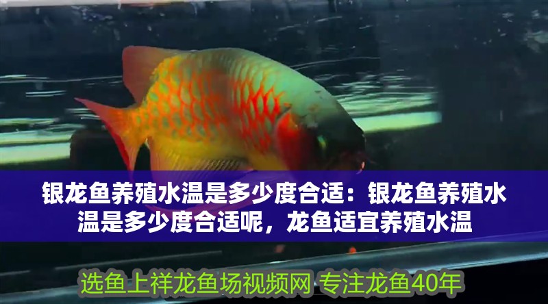 銀龍魚養殖水溫是多少度合適：銀龍魚養殖水溫是多少度合適呢，龍魚適宜養殖水溫