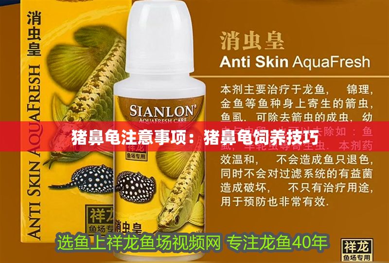 豬鼻龜注意事項(xiàng)：豬鼻龜飼養(yǎng)技巧 豬鼻龜注意事項(xiàng)：豬鼻龜飼養(yǎng)技巧 豬鼻龜百科 第1張