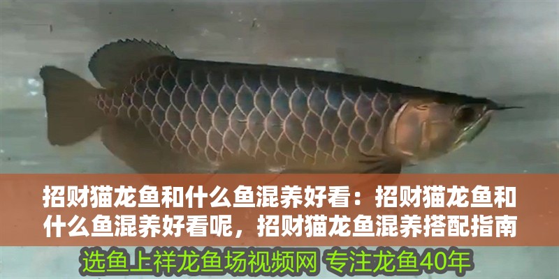 招財(cái)貓龍魚和什么魚混養(yǎng)好看：招財(cái)貓龍魚和什么魚混養(yǎng)好看呢，招財(cái)貓龍魚混養(yǎng)搭配指南，這些魚類組合讓