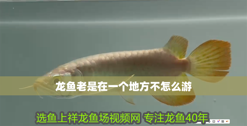 龍魚老是在一個(gè)地方不怎么游 龍魚百科 第2張 龍魚老是在一個(gè)地方不怎么游 龍魚老是在一個(gè)地方不怎么游 龍魚百科 第2張
