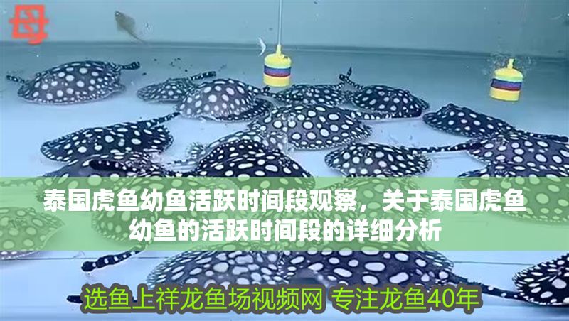 泰國虎魚幼魚活躍時間段觀察，關于泰國虎魚幼魚的活躍時間段的詳細分析