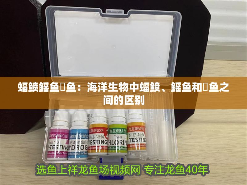 蝠鲼鰩魚魟魚：海洋生物中蝠鲼、鰩魚和魟魚之間的區別