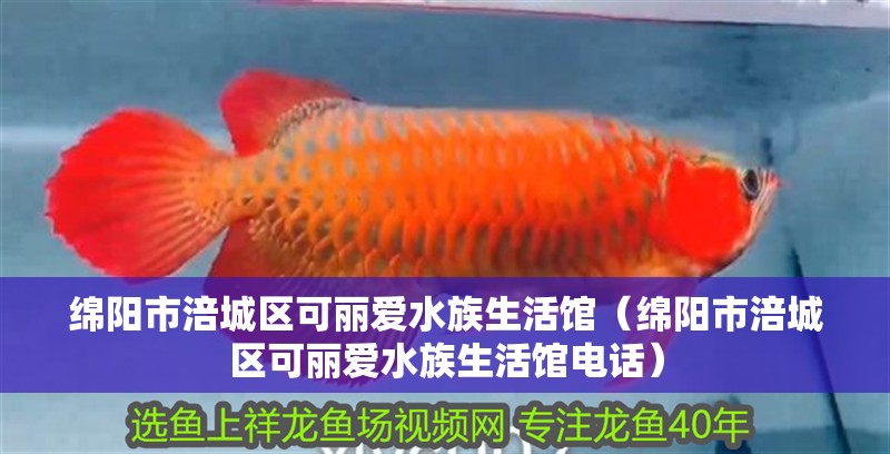 綿陽市涪城區可麗愛水族生活館（綿陽市涪城區可麗愛水族生活館電話） 綿陽市涪城區可麗愛水族生活館（綿陽市涪城區可麗愛水族生活館電話） 全國水族館企業名錄 第2張