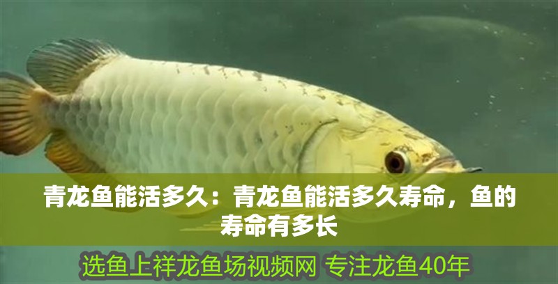 青龍魚能活多久：青龍魚能活多久壽命，魚的壽命有多長